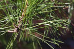 Spruce pine